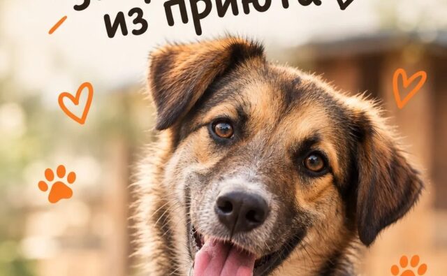 5 причин забрать собаку из&hellip;